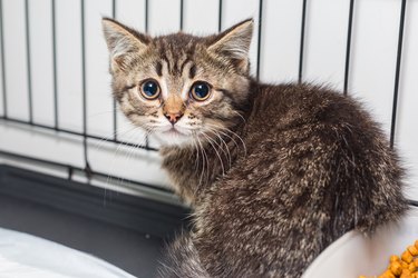 Small kitten in a shelter cage