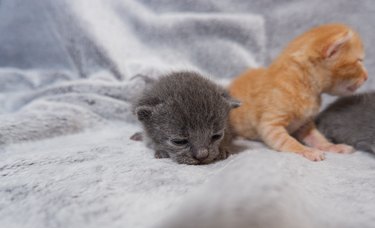 Newborn kittens learn to open their eyes. Red and lop-eared Britats in one brood.