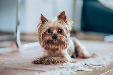 Portrait of Yorkshire Terrier dog
