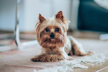 what is the difference between teacup yorkie and regular yorkie