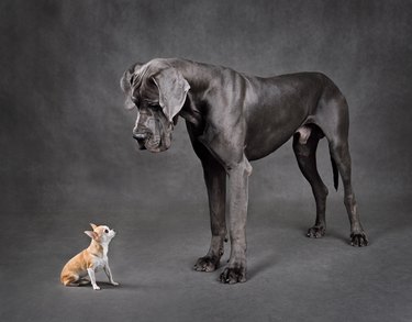 Small and large dogs standing face to face