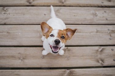 top view of cute small jack russell terrier dog sitting on a wood bridge outdoors and looking at the camera. Pets outdoors and lifestyle