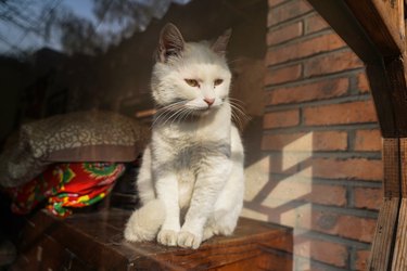 White cat in the old house