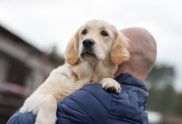 Side View Of Man Carrying Golden Retriever