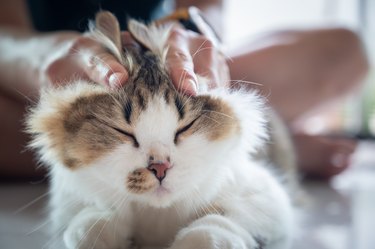 Cat owner playing and rubbing with annoying crossbreed Persian cat.