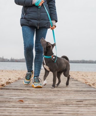 A gray dog with a white chest on a mint-colored leash walks with a man on the beach