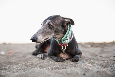 Greyhound dog portrait on the beach