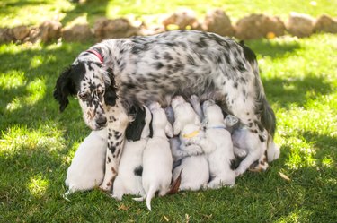 Dalmatian mother feeding puppies