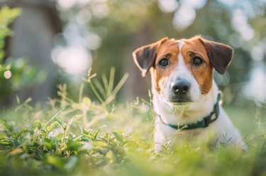 Portrait of cute small jack russell terrier standing on two paws on the grass in a park looking at the camera.