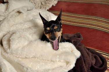 mini pincher dog in a blanket