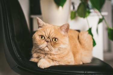 Ginger Exotic shorthair cat with gold eyes on a black chair.