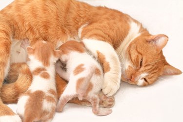 Newborn orange and white kittens nursing on their mother