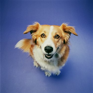 Dog sitting against blue background, elevated view
