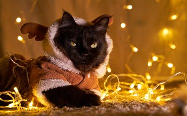 Maine coon cat in christmas deer costume.