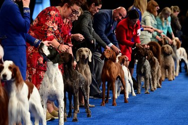 National Dog Show Hosted By The Kennel Club of Philadelphia