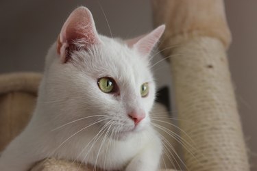 White cat profile close-up 2