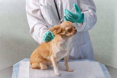 A chihuahua dog is admitted to the veterinary clinic. She is being vaccinated.
