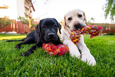 Two dogs working and playing together outside