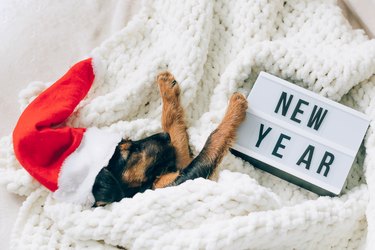 Little dog puppy in a festive Santa Claus hat sleeps on a soft blanket, the text New Year. Holiday concept funny animals