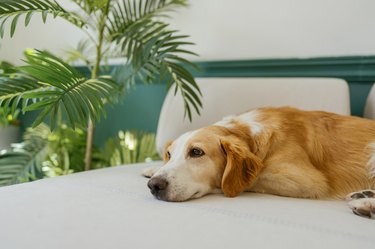 Dog resting on a sofa
