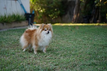 The Pomeranian is standing in front of the house and is a highly alert dog.
