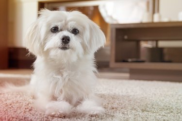 how can i tell if my maltese is pregnant