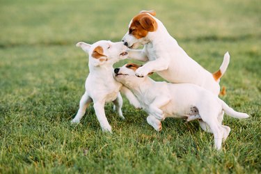 Three Jack Russell puppies play on the grass.