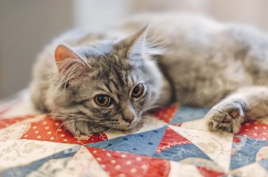 Relaxing small cute kitten on quilted cover