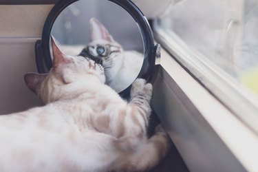 Young bengal kitten looking at its reflection in the mirror.