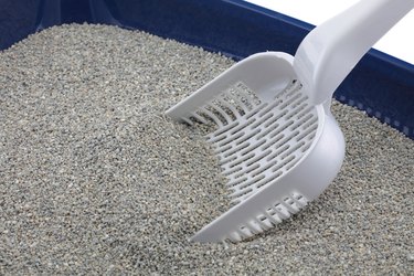 Scoop in a blue cat litter tray.