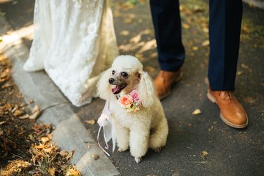 Beautiful poodle with flowers on her neck