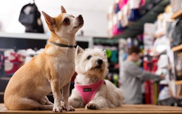 Chihuahua and west highland terrier dogs sitting in petshop
