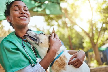 Vet, happy and nurse with a dog in nature doing medical healthcare checkup and charity work for homeless animals. Smile, doctor or veterinarian loves nursing, working or helping dogs, puppy and pets