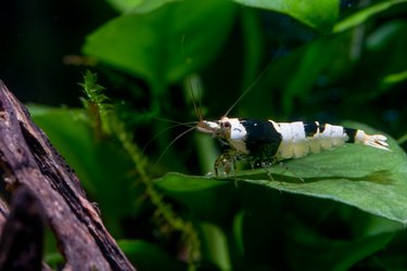 Black bee dwarf shrimp stay on green leaf of aquatic plant  and look to left side in freshwater aquarium tank with timber and plant as background