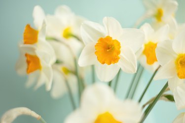 Closeup photography of bouquet from yellow daffodils.Selective focus.