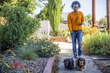Young Black Woman Walking Dogs with Smartphone