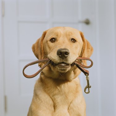Golden Labrador holding leash in mouth