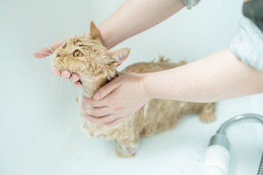 Horizontal shot of a munchkin cat taking a bath, clean and wet