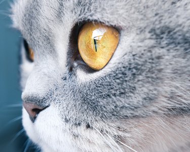 Close up of a Scottish fold cat's large yellow eyes