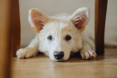 Cute puppy lying on wooden floor. Portrait of adorable white fluffy puppy with sweet look relaxing in room. Adoption concept
