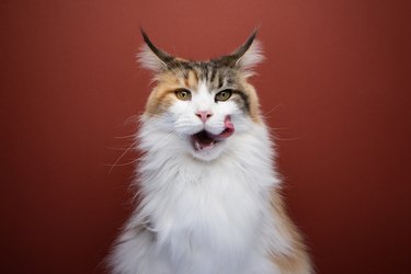hungry maine coon cat mouth licking