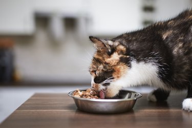 Calico Cat Is Eating From Metal Bowl At Home.