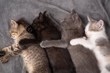 Family of different coloured kittens sleeping on gray plaid on the bed