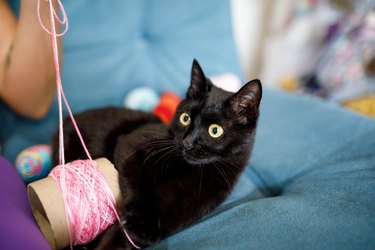 Cute cat playing with crochet line
