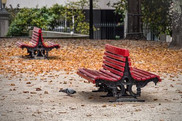 Pigeon walking near red bench in city