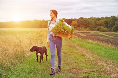 Female farmer harvesting crops with her dog by her side.