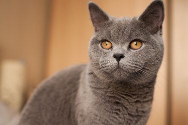 Close-up of a gray British shorthair cat with golden eyes.
