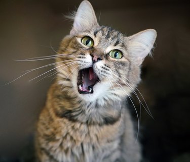 Portrait of cute young Tabby with silly expression