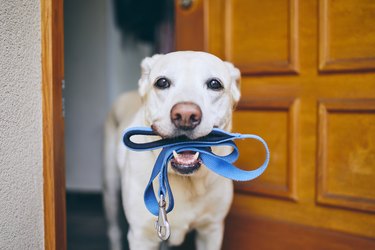 Dog waiting for walk with blue leash in his mouth