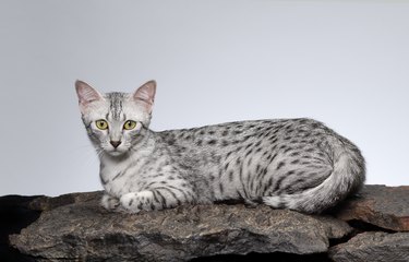 Egyptian Mau cat female cat